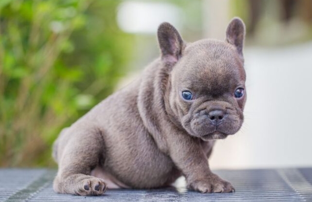 small french bulldog