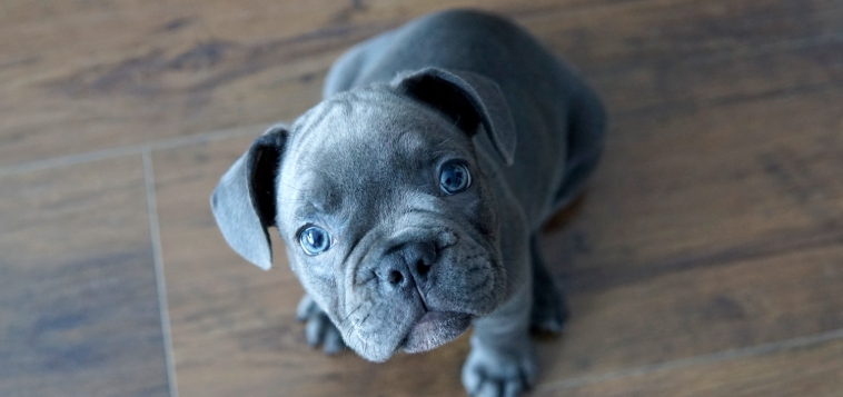 blue french bulldog puppies