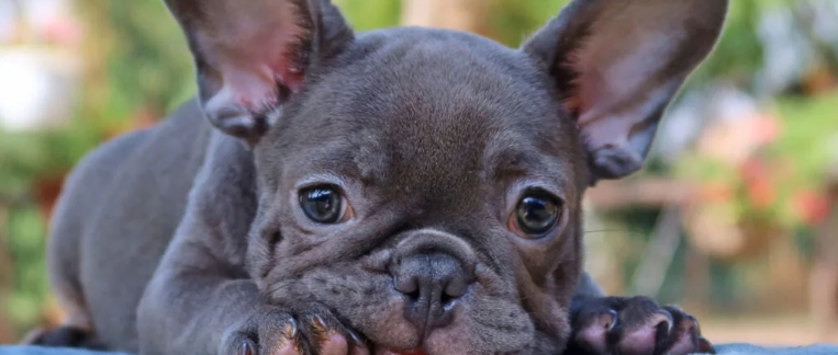 french bulldog puppies price