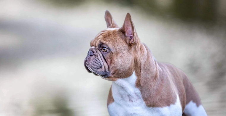 best french bulldog breeders