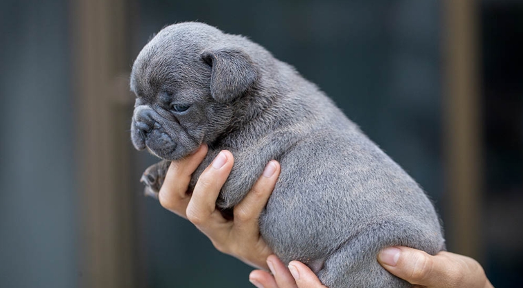 blue french bulldog price