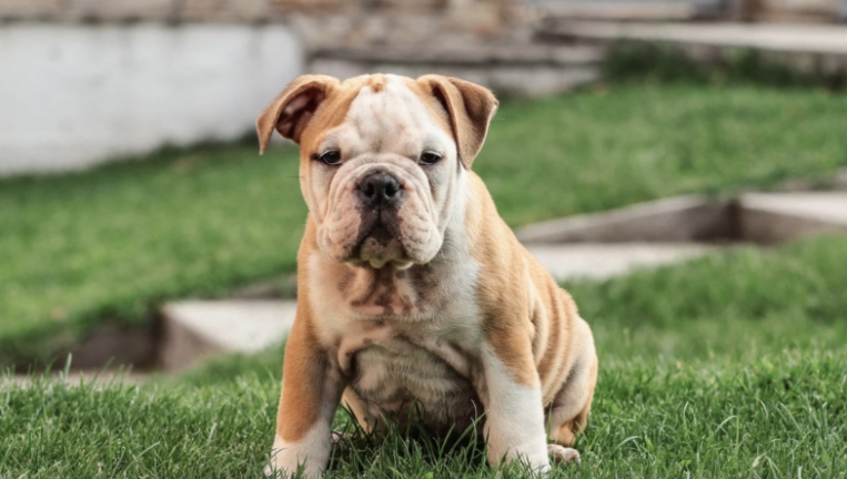 miniature bulldog