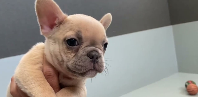 lilac french bulldog price