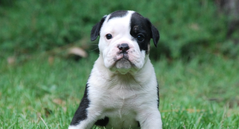 olde english bulldogge puppies for sale