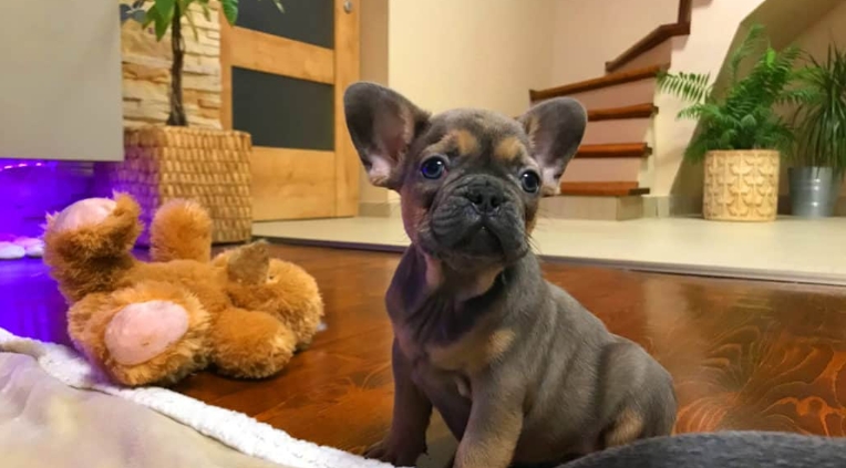 french bulldog puppies for adoption