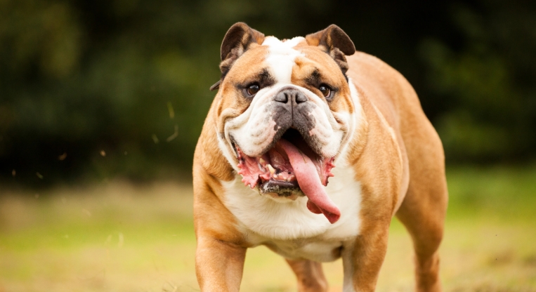 english bull dogs