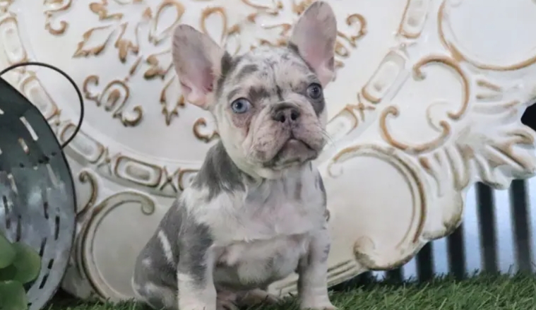 lilac merle french bulldog