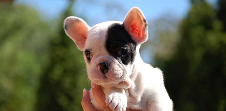 white french bulldog for sale