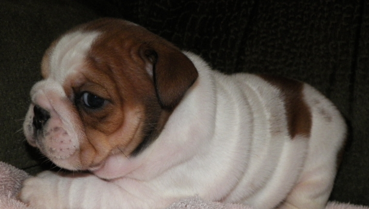 teacup english bulldog for sale