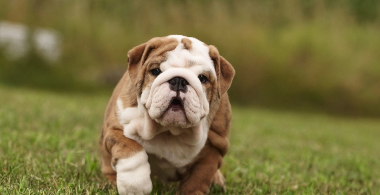 british bulldog puppies