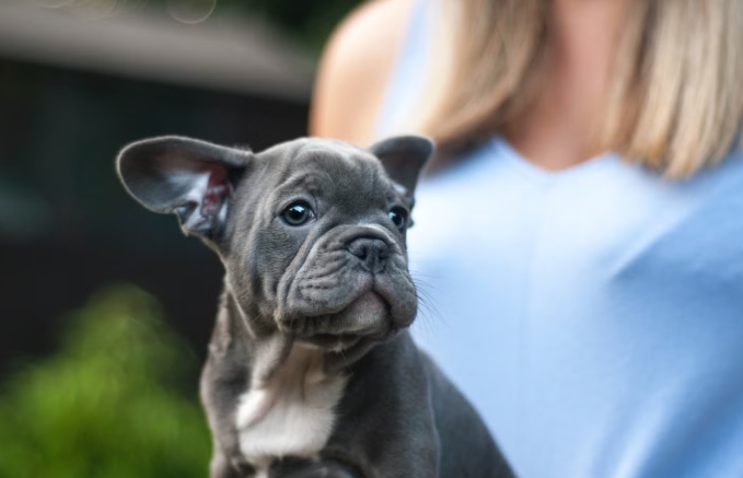 micro english bulldog