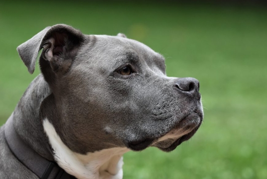 blue nose bulldog