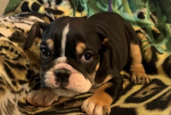 black and white english bulldog