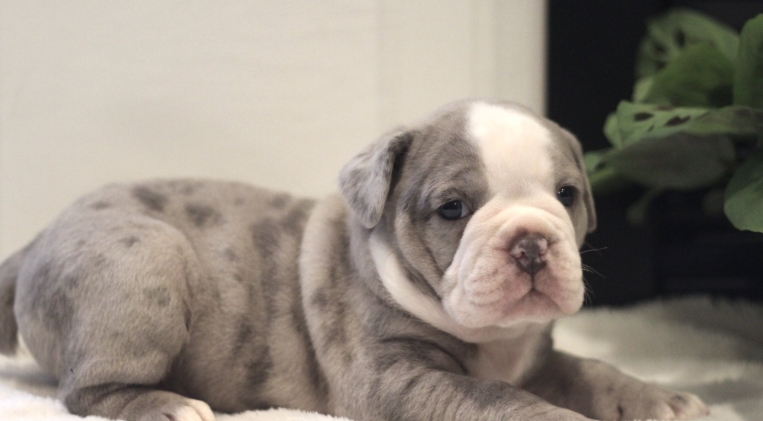 english bull dog for sale