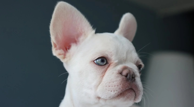 french bulldog kennels