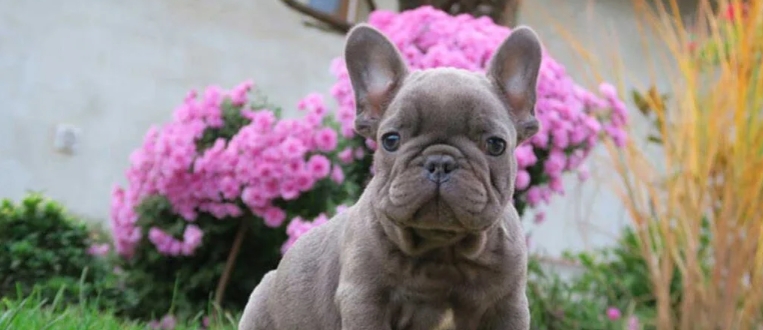 micro french bulldog for sale