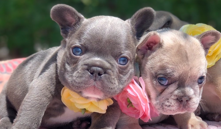 cheap french bulldog puppies for sale