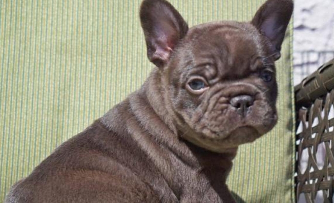 chocolate french bulldog