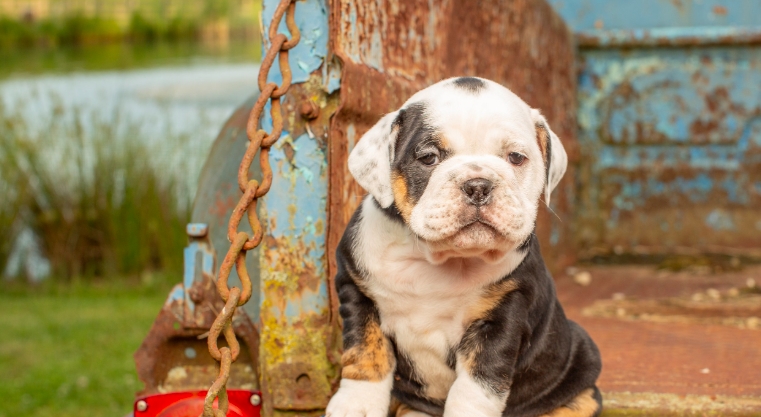 english bulldog price