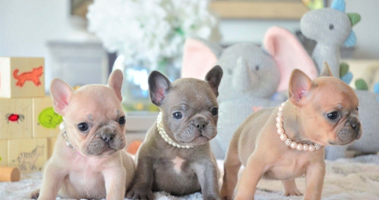 cheap french bulldog puppies under $500