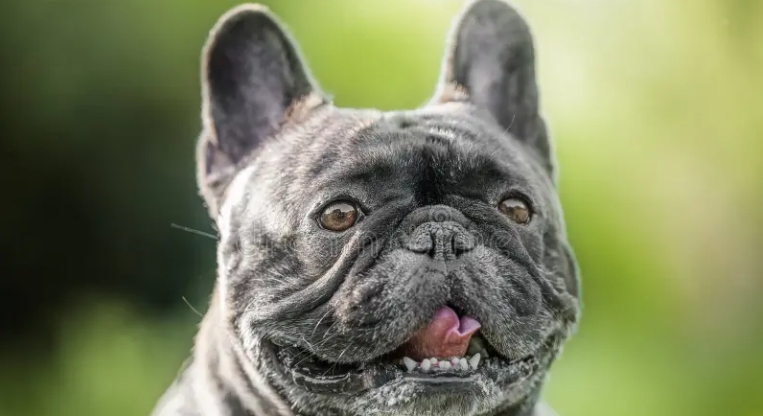 grey french bulldog