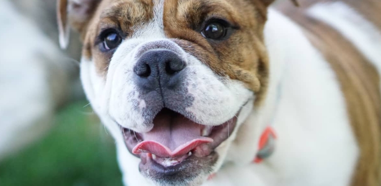 mini english bulldog