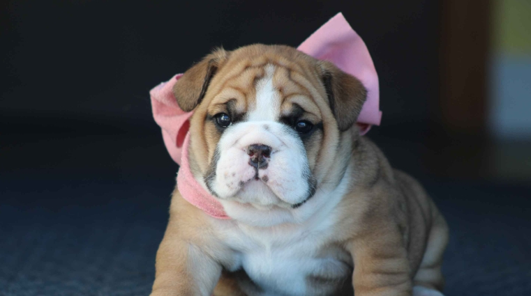 akc english bulldog puppies for sale