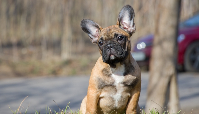 bulldog puppies for adoption