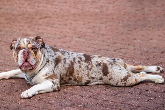 blue merle english bulldog