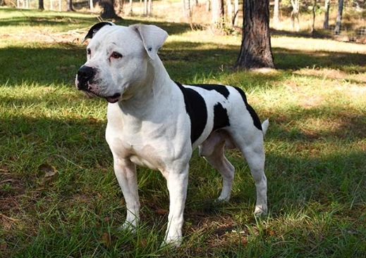 black and white american bulldog