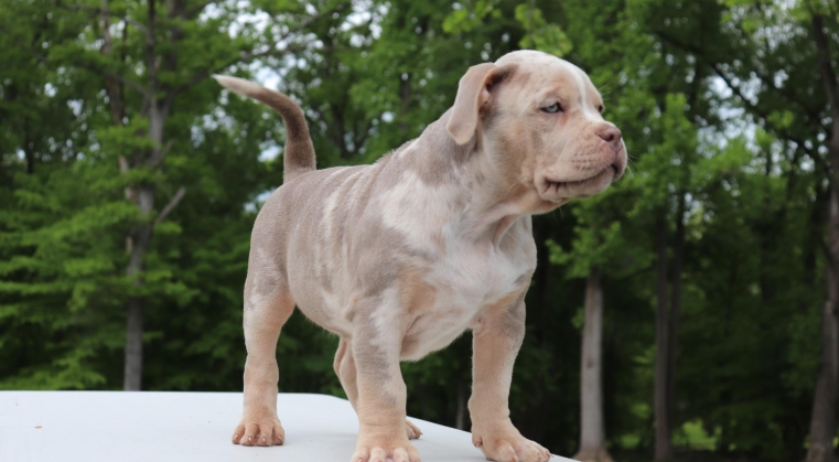 xl american bully for sale