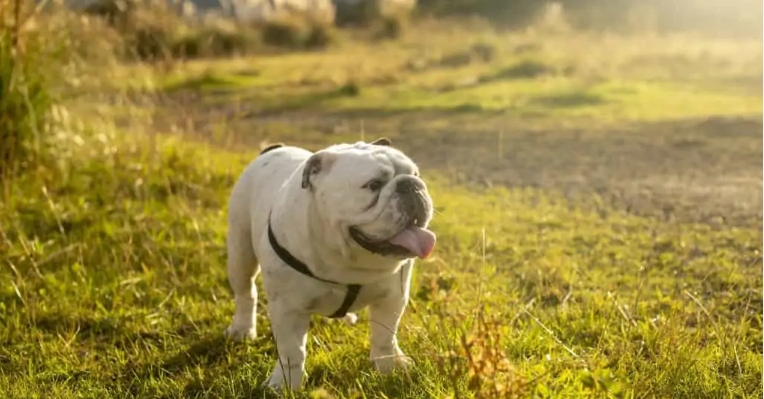 miniature english bulldog for sale