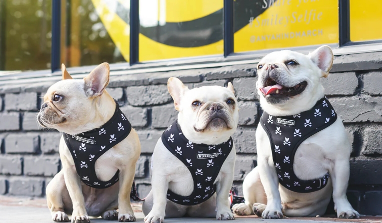 french bulldog apparel