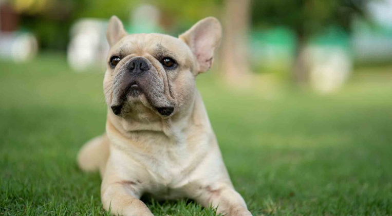 free french bulldog