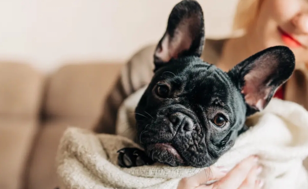 black french bulldog price