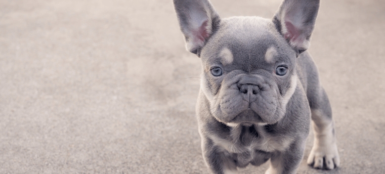 lilac french bulldog for sale