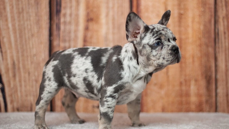 merle french bulldog