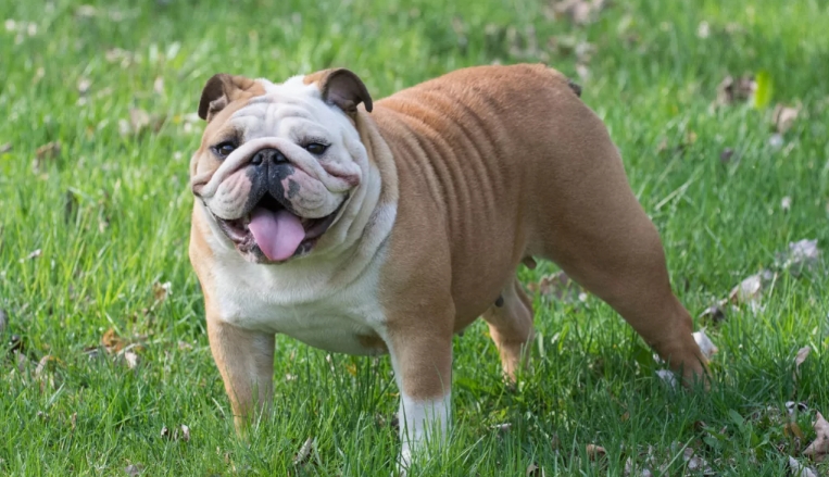 british bulldog for sale