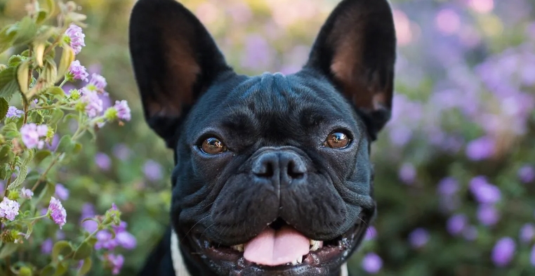 teacup french bulldogs for sale near me