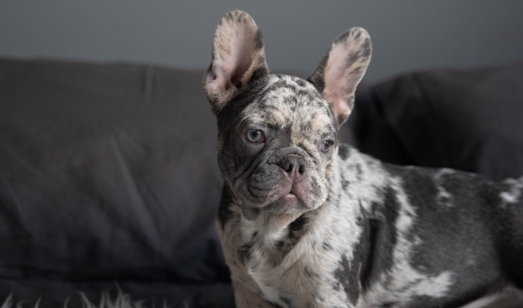 black french bulldog for sale