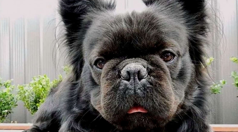 french bulldog fluffy for sale