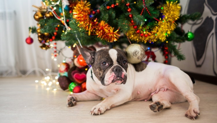 french bulldog christmas