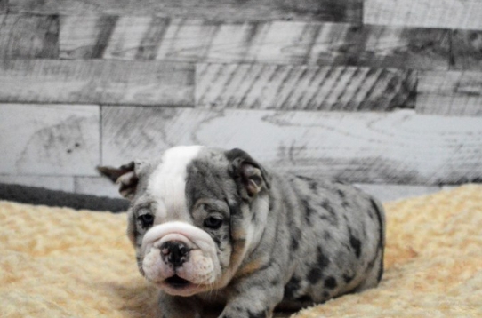 blue merle bulldog