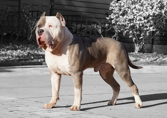 american bulldog xxl