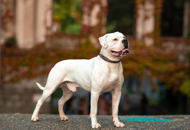 american bull dogs