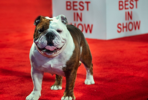 akc national championship bulldog