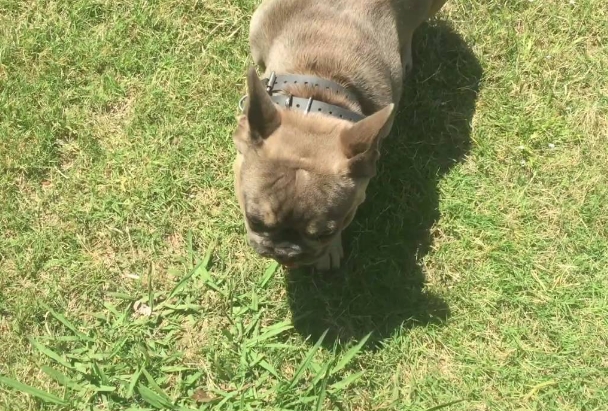 6 month old french bulldog