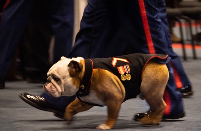 marine bulldog