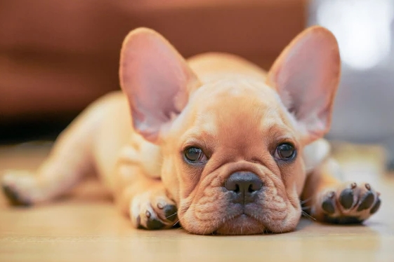 french bulldog hypoallergenic