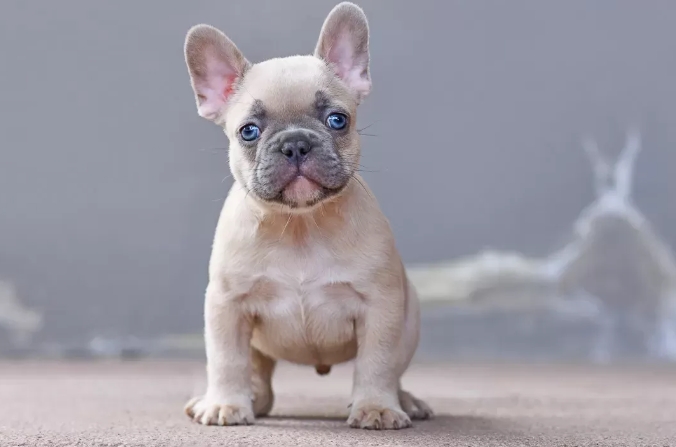 blue fawn french bulldog price